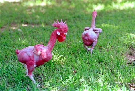 featherless chicken breed|The Featherless Chicken: The。